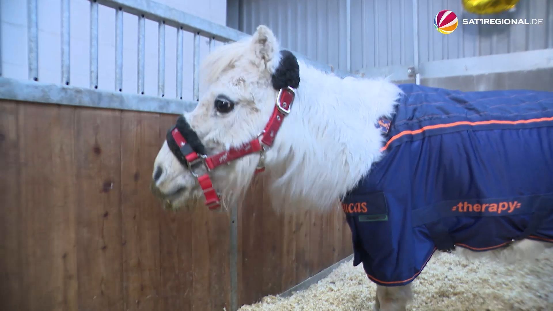 Video: Shetland Pony „Biene“ aus Norderbrarup ist stolze 50 Jahre alt