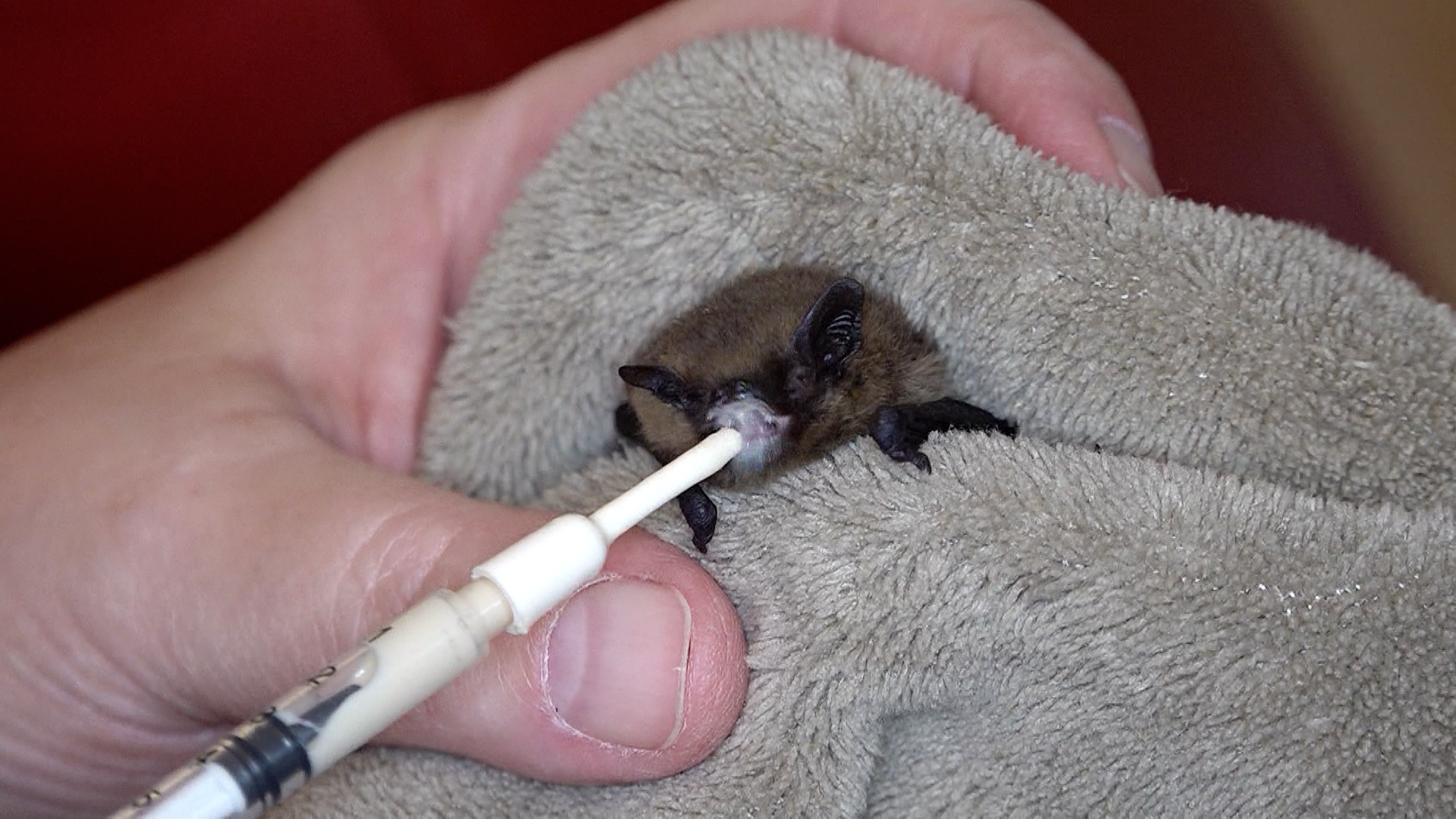 Video: Fledermäuse in Not: Hilfe im Frühjahr