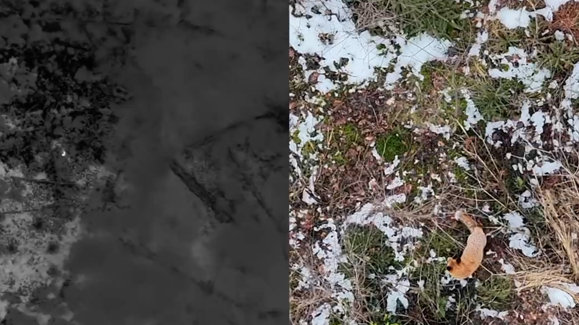 Video: Drohnen helfen im Kampf gegen Schweinepest