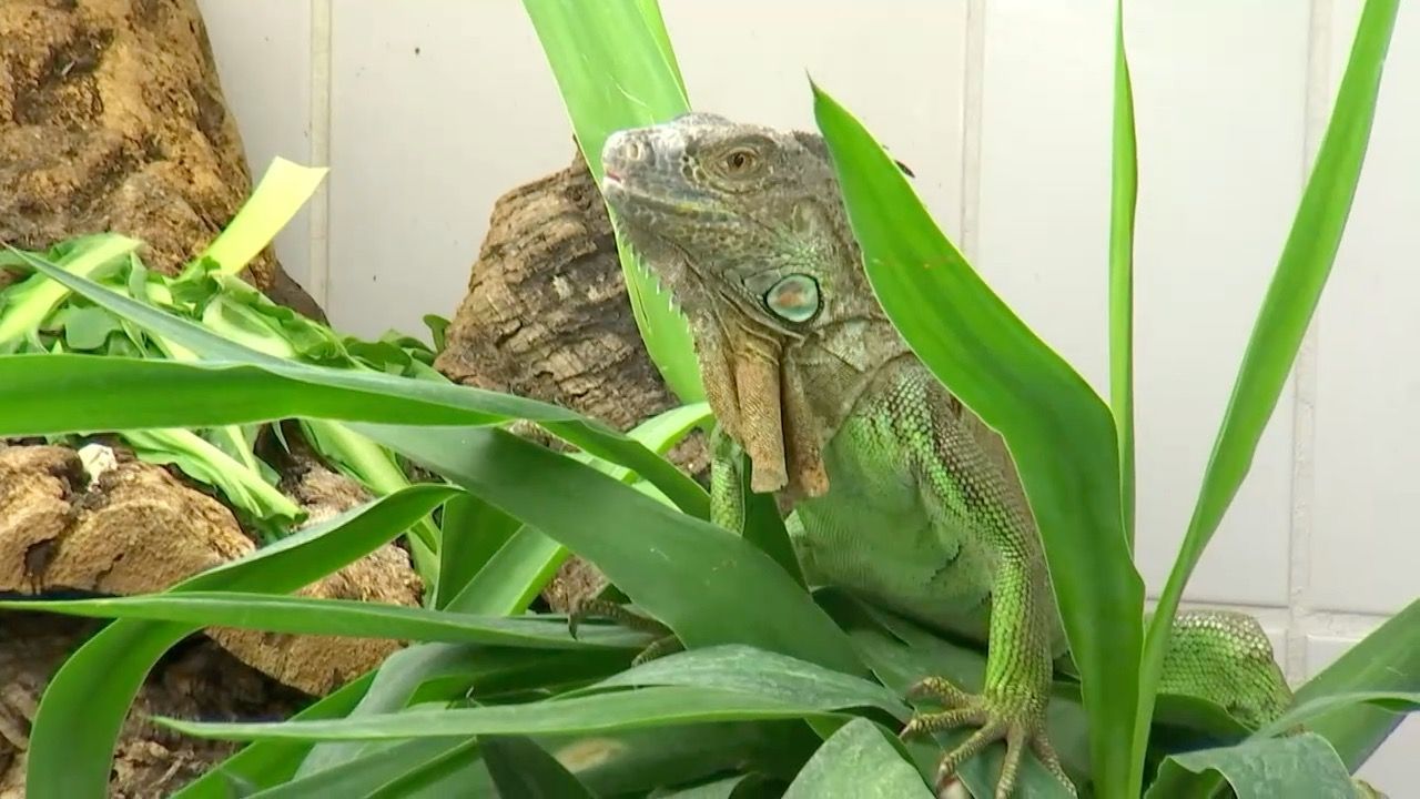 Video: Münchner Reptilienauffangstation: Neue Räume in Neufahrn