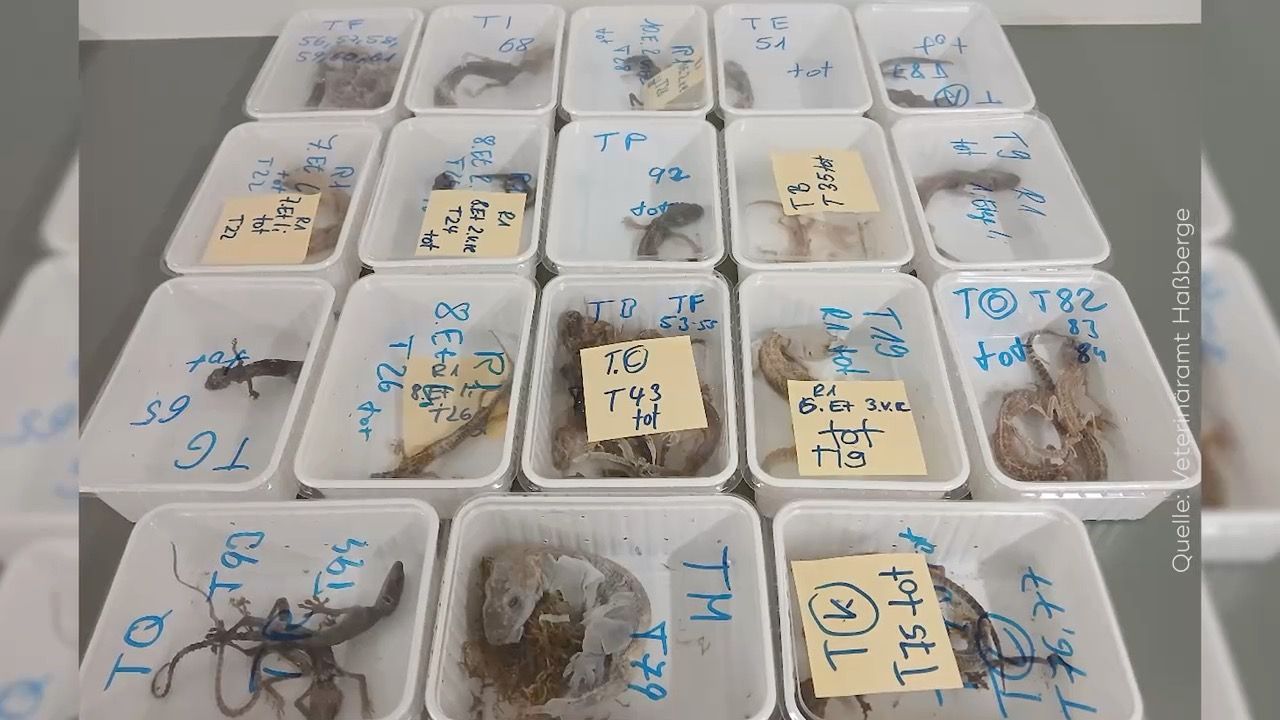 Video: Schrecklicher Fund in Unterfranken: 96 Geckos entdeckt - 32 davon tot