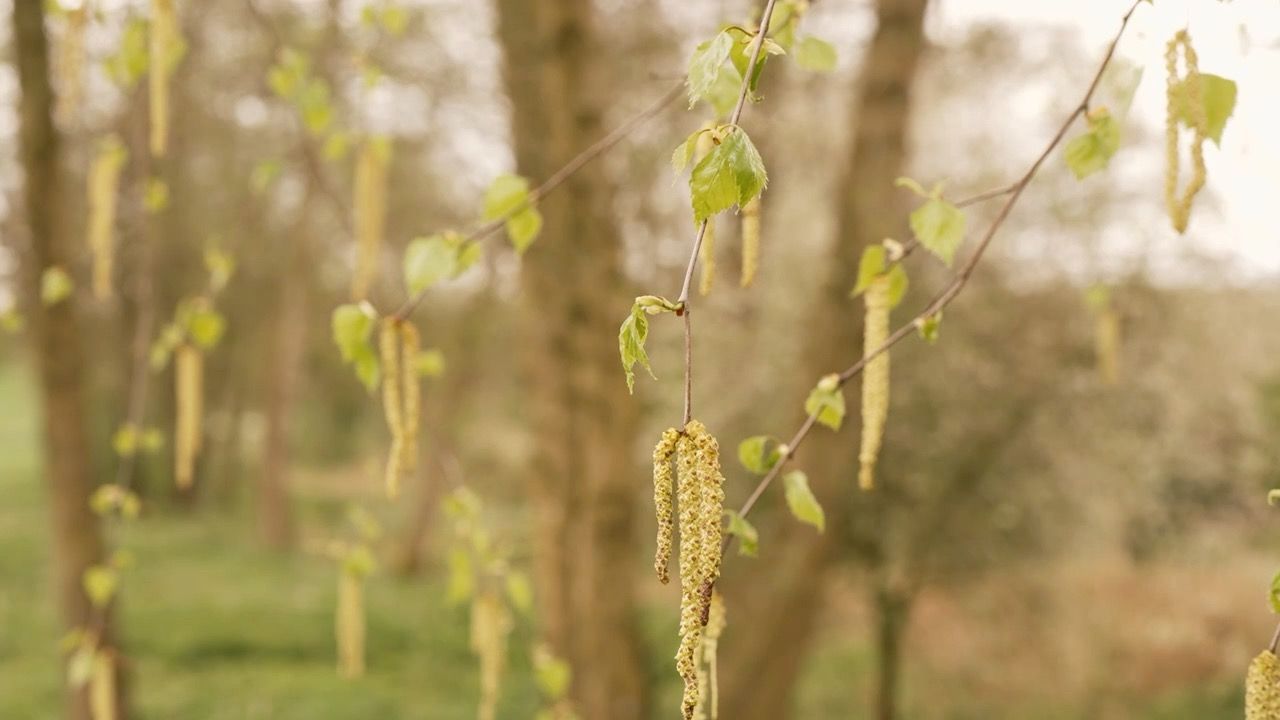 Video: Pollenalarm in Bayern: Diese Regionen sind betroffen