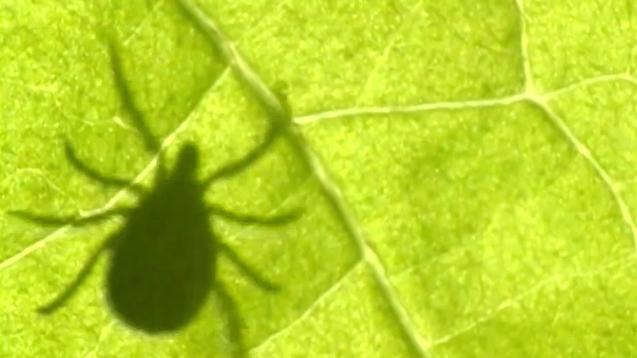 Video: FSME: Erhöhte Ansteckungsgefahr in fast allen Teilen Bayerns