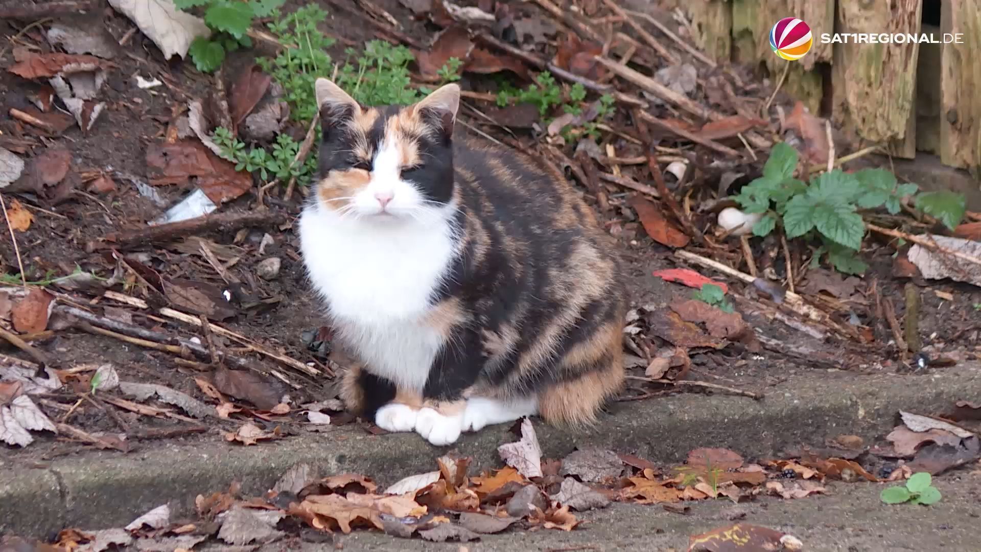 Video: Katzen-Kastrationswochen starten in Schleswig-Holstein