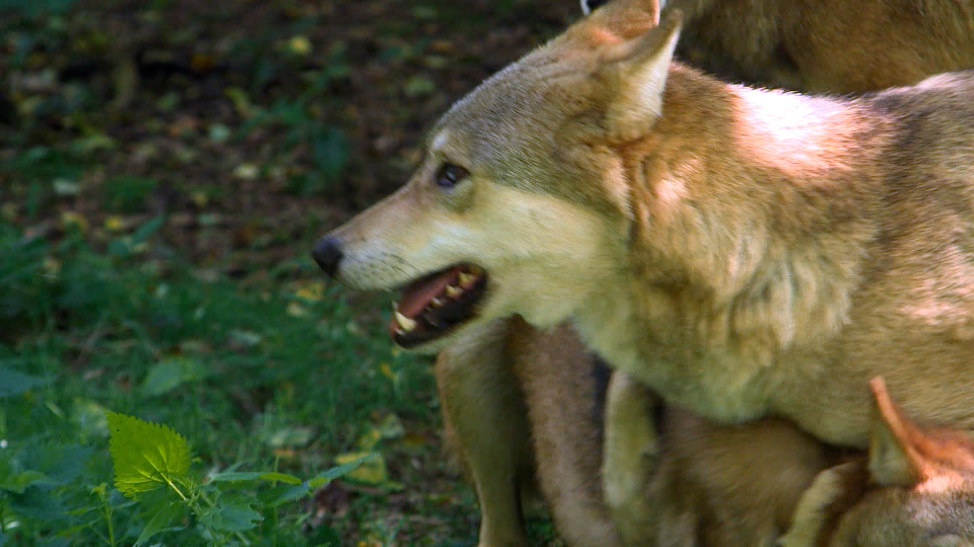 Video: Wolf-Beschluss sorgt für Aufregung in NRW