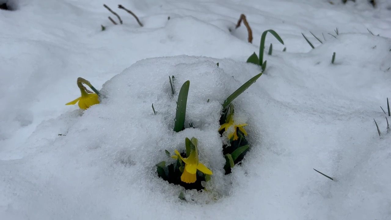 Video: Winter-Comeback? Schnee bedeckt Frühlingsblüher in Bayern