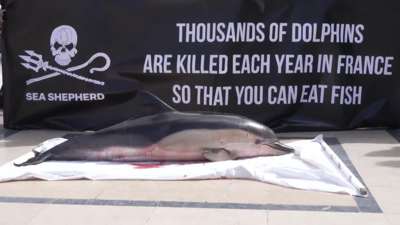 Video: Frankreich: Protest gegen Delfinsterben