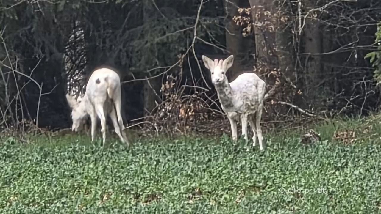 Video: Seltene Entdeckung: Albino-Rehe bei Bayerbach gesichtet