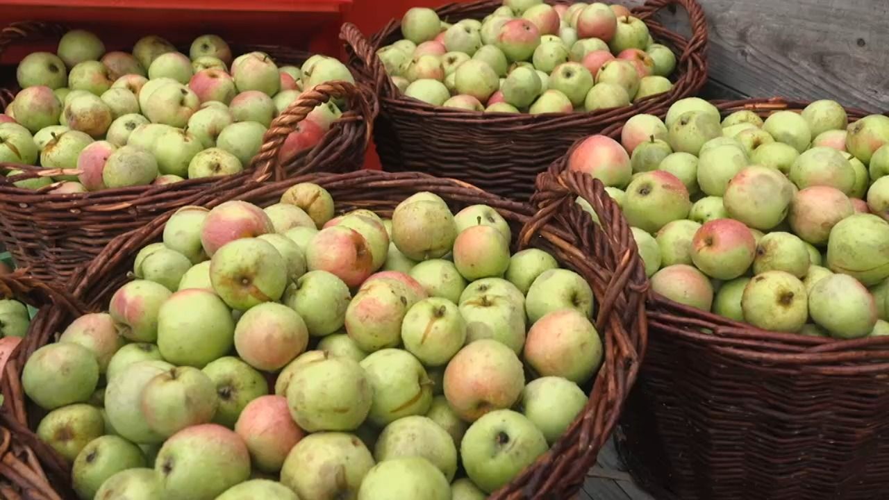 Video: Apfelernte in Egling: Aus 400 Kilo Obst werden 300 Liter Saft
