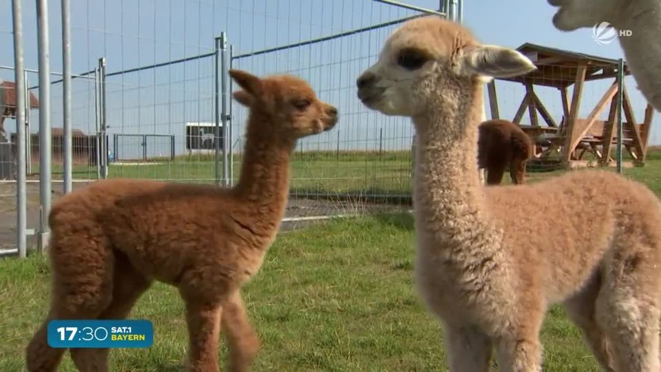 Alpakas im Garten Kann man sie selbst halten und was bringen sie