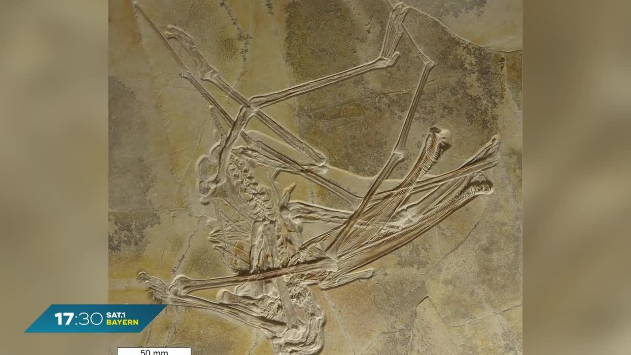 Entdeckung in Bamberg: Flugsaurier-Fossil ausgegraben