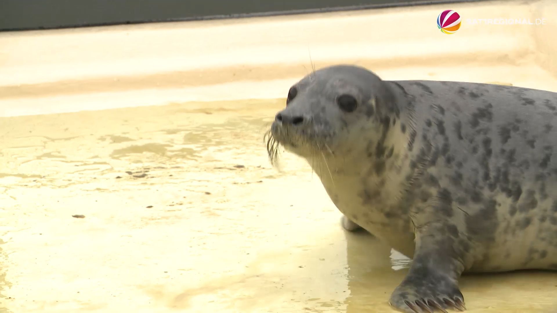 Erste Kegelrobben in Seehundstation in Norddeutschland angekommen