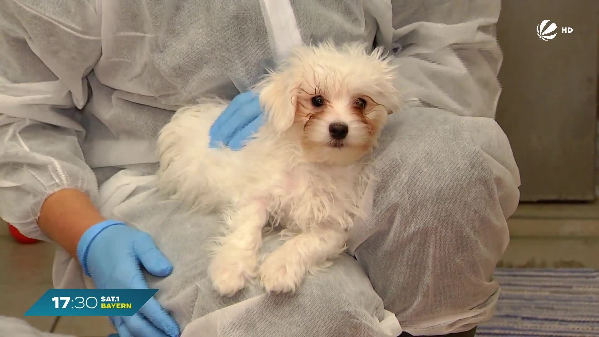 Illegaler Welpenhandel in Bayern: Starnberger Tierheim warnt