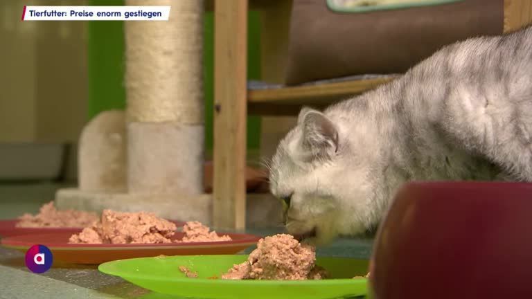 Preise für Tierfutter enorm gestiegen