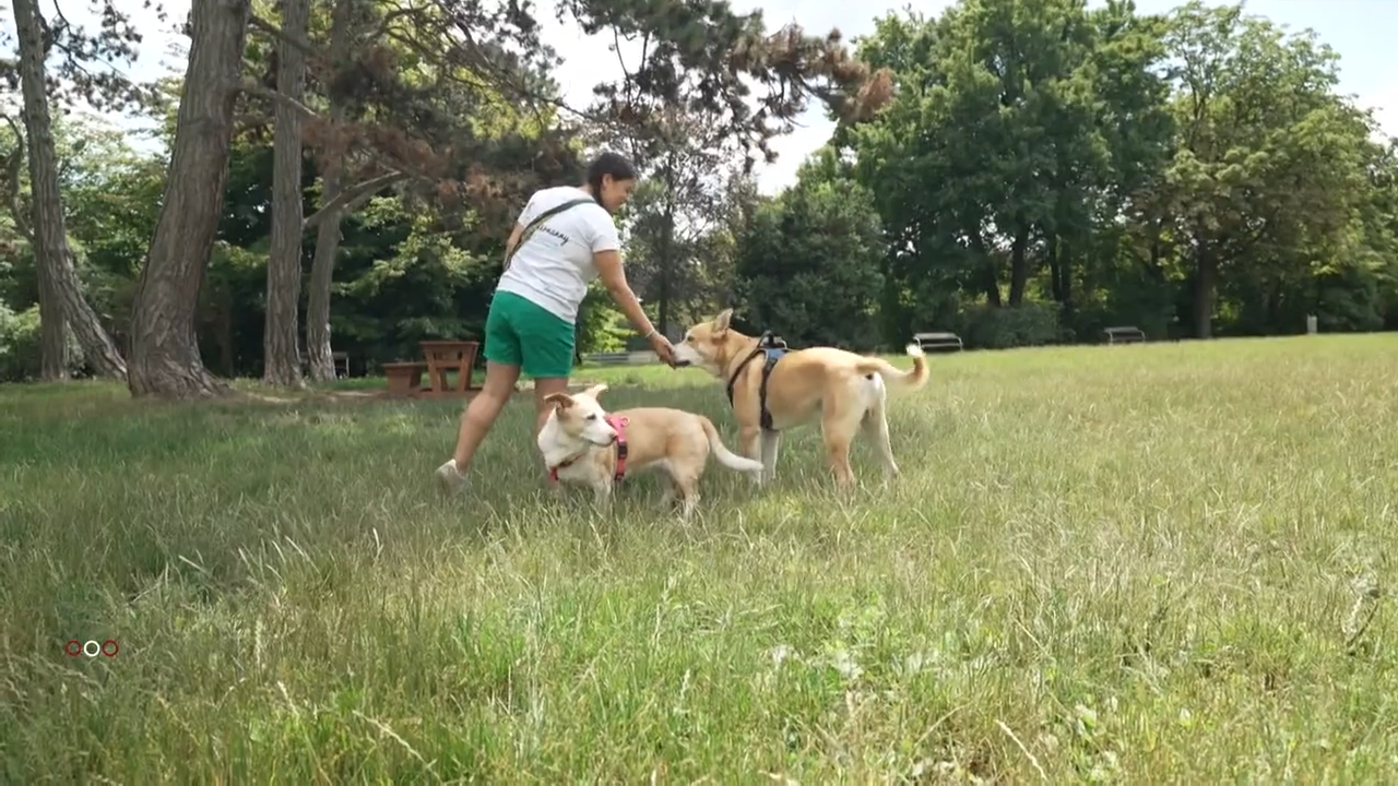 Video: Wohin mit dem Haustier im Urlaub?