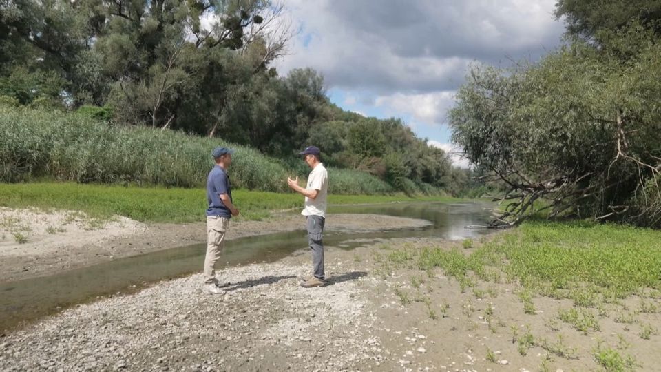 Video: Trockenheit: Kimeswenger im Nationalpark Donau-Auen