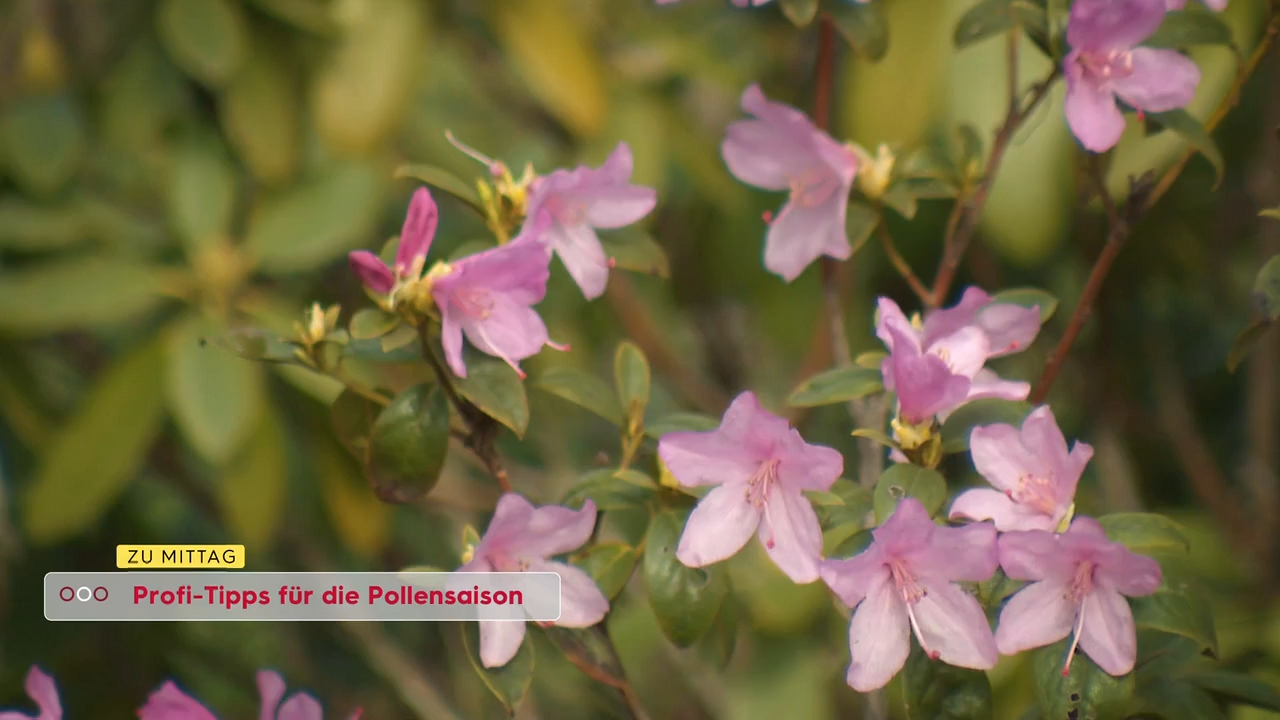 Video: Pollen-Alarm: Warum die Allergie-Saison heuer extrem intensiv ausfällt