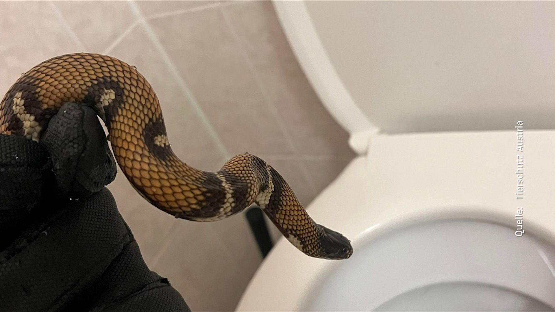 Schlange in Wiener Hotel-Toilette entdeckt